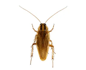 Blatte germanique