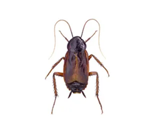 Blatte orientale