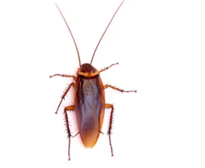 Blatte américaine